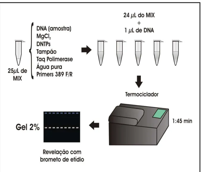 Figura 12- Reação de PCR para detecção do IHHNV usando protocolo descrito pela Organização Mundial da  Saúde Animal (OIE-2003) e Maniatis et al