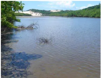 Figura 8 – Ponto de coleta dos camarões F. subtilis  no Estuário do Rio Pacoti.  