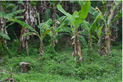 Figura 10 - Ruínas ocupadas pela vegetação existente no território quilombola 