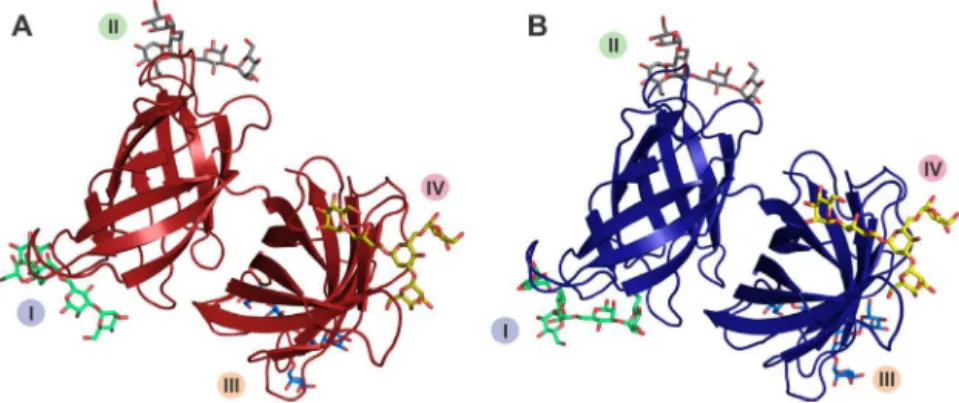 Fig. 6. The overall structure of SfL-1 (A) and SfL-2 (B). I, II, III and IV represent the carbohydrate-binding sites.