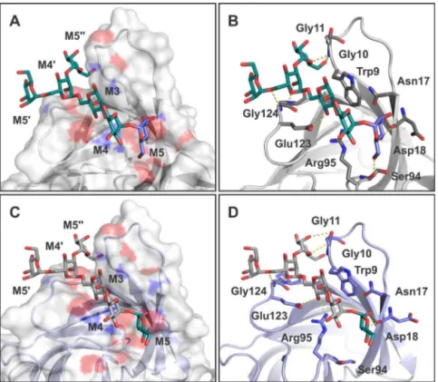 Fig. 7. Analysis of ligand 7 binding to site I on SFL-1 and SFL-2. A and C – Surface representation of SfL-1 and SfL-2, respectively, highlighting the binding site groove and ligand structuration
