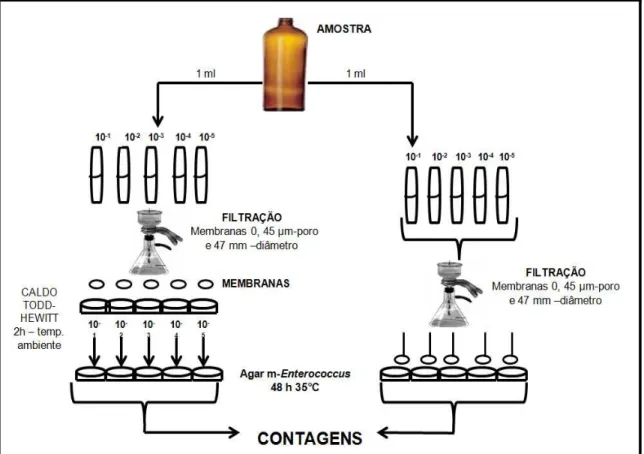 Figura  2  -  Fluxograma  dos  procedimentos  para  a  quantificação  de  Streptococcus  e  Enterococcus nas galerias G1 e G2 e nos pontos de mar P1 e P2, em Fortaleza, Ceará