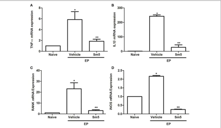 FIGURE 5 | Effects of Sm 5 mg/kg on tumor necrosis factor alpha (TNF-α) (A), interleukin 1β (IL-1β) (B), RANK (C), and inducible nitric oxide synthase (iNOS) (D) mRNA levels in experimental periodontitis in rats