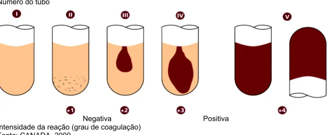 Figura 2 – Reação do teste de coagulase para cepas de Staphylococcus sp.
