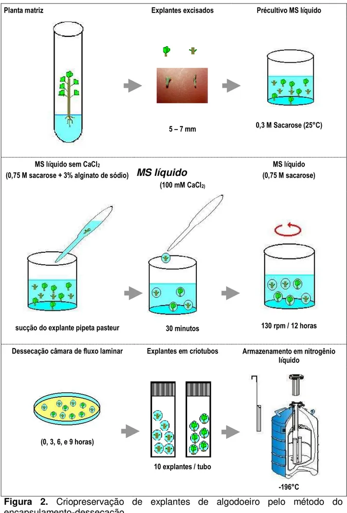Figura  2.  Criopreservação  de  explantes  de  algodoeiro  pelo  método  do  encapsulamento-dessecação