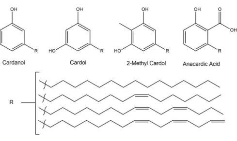 Figure 1 - Cashew nut shell liquid constituents 