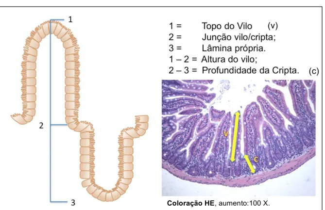 FIGURA 9 - Características avaliadas na análise morfométrica do íleo.  