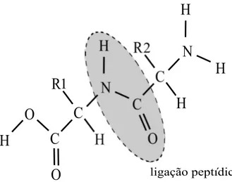 Figura 6: Um dímero (dois monômeros) formados a partir de dois aminoácidos.