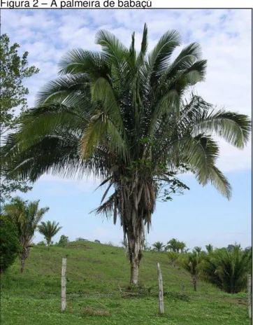 Figura 2  –  A palmeira de babaçú 