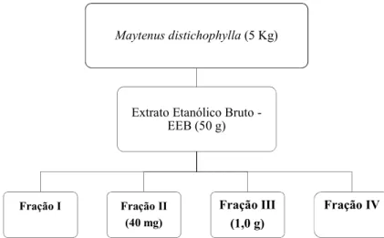 Figura 13: Fluxograma mostrando a obtenção e CLMP do EEB do caule de M. 