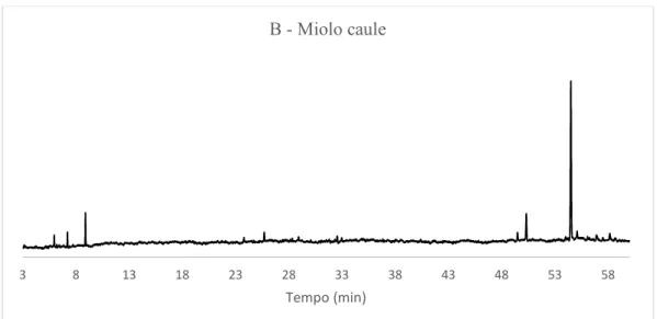Figura 51: Cromatograma do óleo essencial do miolo do caule (espécime B) de X. 