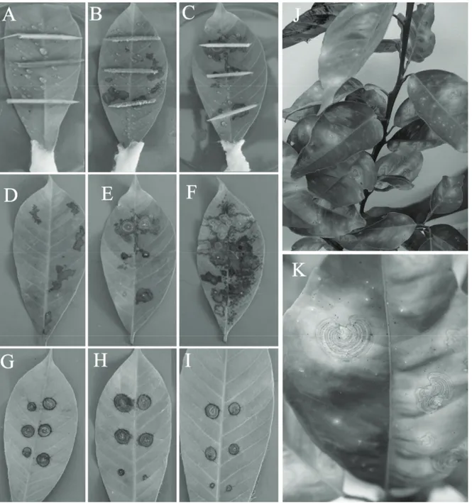 Figura 3. Sintomas de mancha areolada de Thanatephorus cucumeris (Rhizoctonia solani) em folhas destacadas de seringueira, em condições  de estufa incubadora