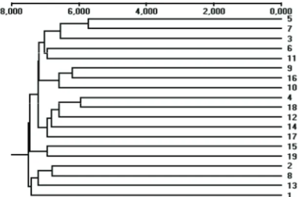 Figura 2. Dendrograma UPGMA para a representação de 19  genótipos da população 1 de Eucalyptus em função das distâncias  genéticas, obtidas pelo coeficiente de Nei (1972)