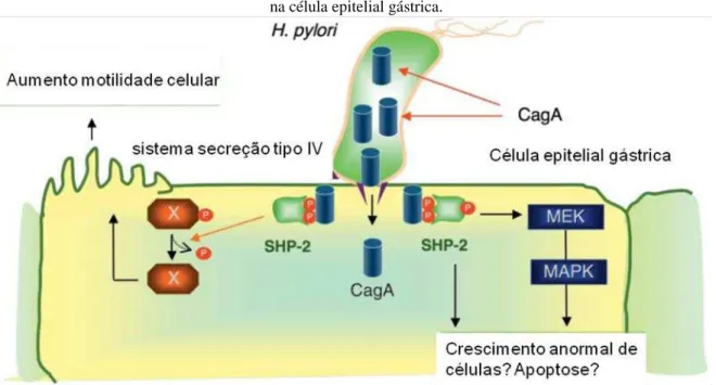 Figura 2: Representação do sistema de secreção do tipo IV (cag-PAI) do H.pylori que injeta a proteína CagA  na célula epitelial gástrica