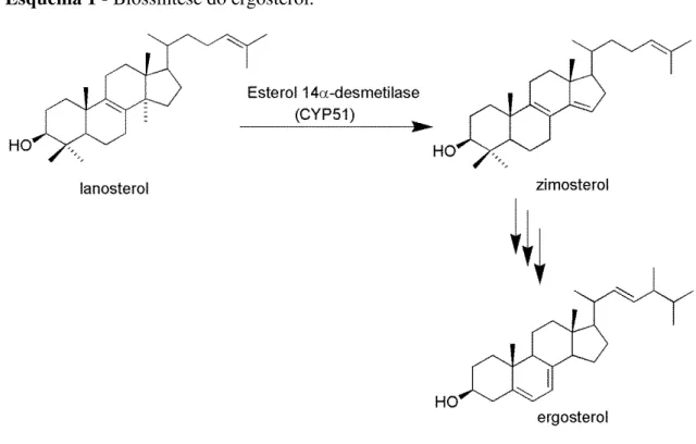 Figura 1 – Mecanismo de inibição da enzima CYP51 pelo miconazol (FRANÇA et al.,  2014)