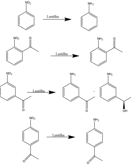 Figura 18- Representação de reação de redução de grupos nitros por células vegetais de  lentilha (Lens culinaris) 
