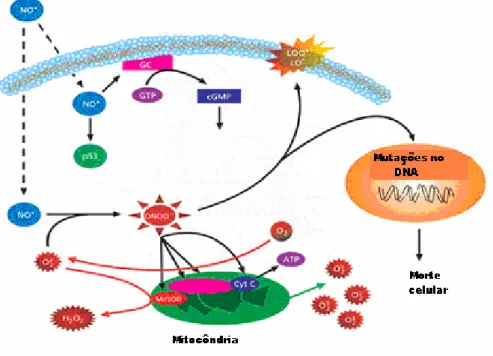 Figura 13. Esquema mostrando o mecanismo de morte celular através do stress  oxidativo induzido pelo óxido nítrico