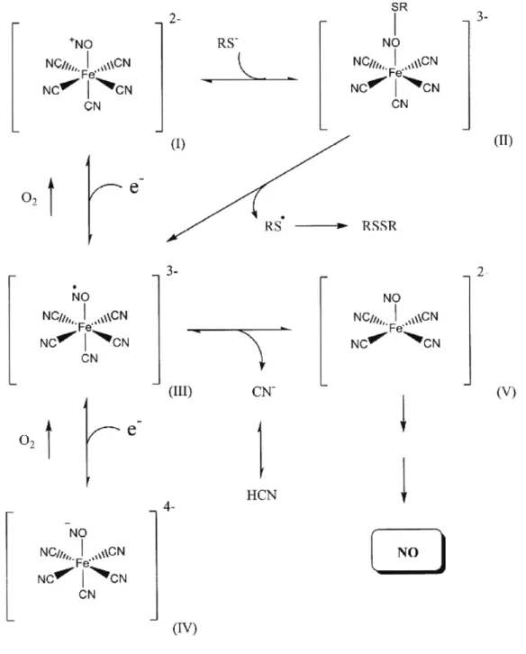 Figura 20. Mecanismo proposto para a dissociação do óxido nítrico no tecido  vascular pelo nitroprussiato de sódio  [71] .