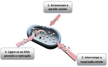 Figura  9  – Esquema  da  atuação  bactericida  proposta  para  prata  iônica  na  morte  da  célula  do  microorganismo 