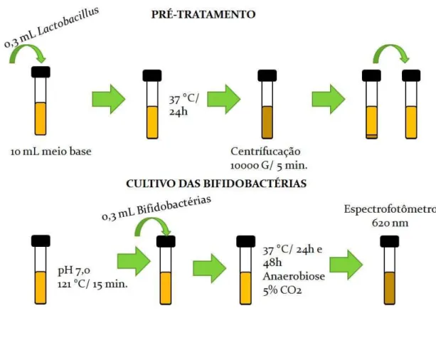 Figura  3.1  –  Fluxograma  de  análise  de  bifidobactérias  em  meio  contendo  oligossacarídeos pré-bióticos
