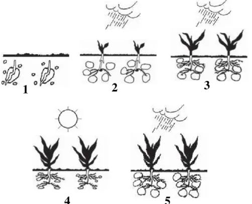 FIGURA  3:  Esquema  ilustrativo  mostrando  as  fases  de  funcionamento  de  um  hidrogel superabsorvente na região das raízes de uma planta