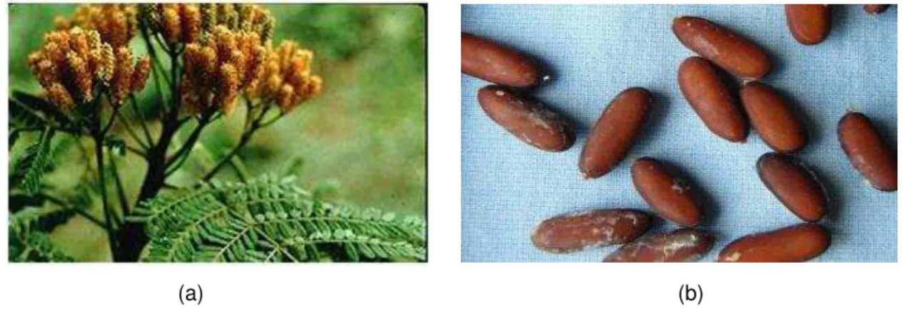 Figura 2 - Planta (a); sementes (b) de fava danta 