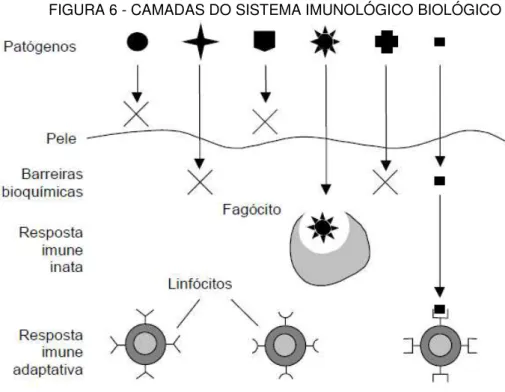 FIGURA 6 - CAMADAS DO SISTEMA IMUNOLÓGICO BIOLÓGICO 
