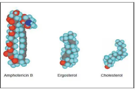 Figura  7  -  Visualização  do  agente  antifúngico  polieno  -  anfotericina  B,  ergosterol  e  colesterol  em  três  dimensões