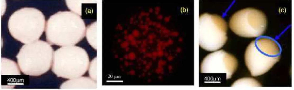 Figura  2  -  Micrografias  fluorescentes  de  micropartículas  protéicas:  (a)  microesferas;  (b)  grânulos  de  proteína  (10–20  m);  (c)  esferas  de  proteína/alginato (Chen e col., 2006)
