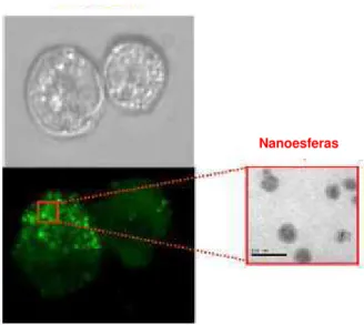 Figura 3 - Imagens das células Caco-2 após incubação (acima) e na presença  de  nanoesferas  (abaixo)
