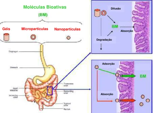 Figura 4 - Representação esquemática de diferentes mecanismos de absorção  de moléculas bioativas (Chen e col., 2006)