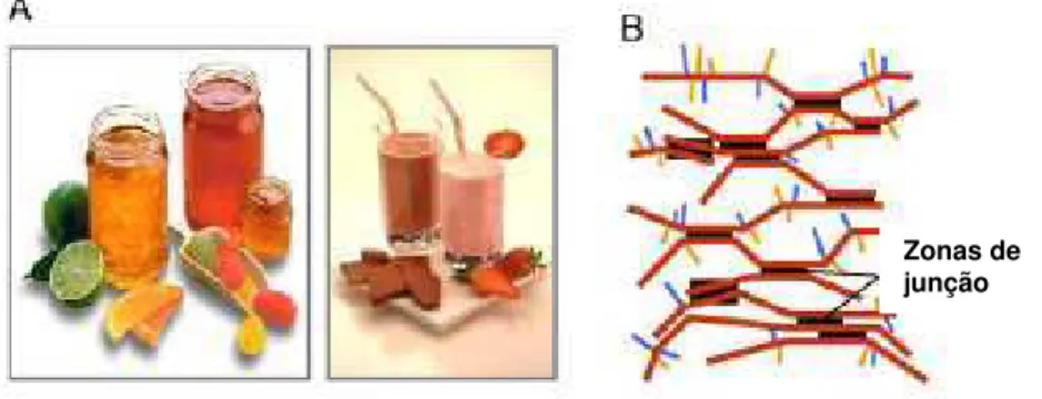 Figura 7 - Relações de função estrutural de géis de pectina. (A) Alguns  dos  produtos  comerciais;  (B)  Zonas  de  junção  da  pectina  (Vincken  e  col.,  2003)