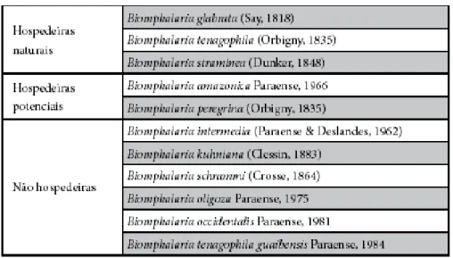 Figura 3 - Espécies e subespécie de  Biomphalaria descritas no Brasil, assinalando as hospedeiras naturais, as  potenciais e as não hospedeiras do S