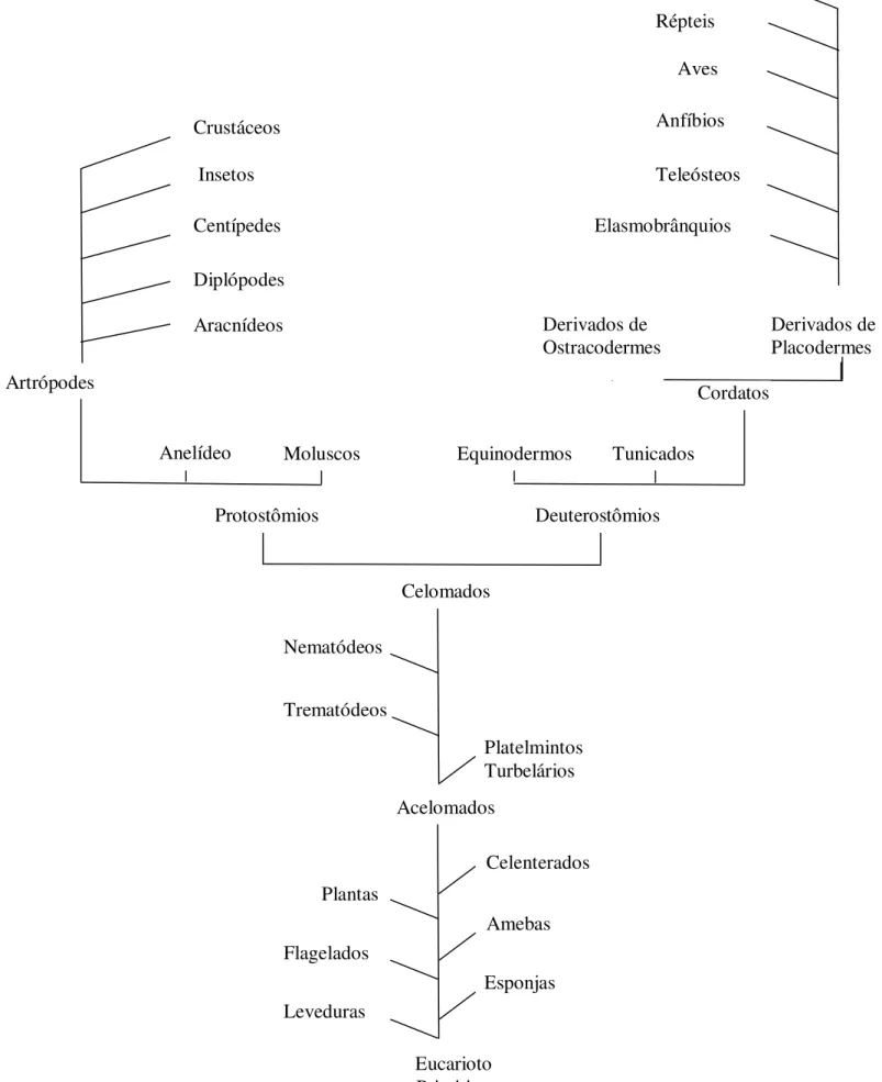 Fig. 4 -  Cladograma representando a evolução filogenética de acordo com a  formação corporal