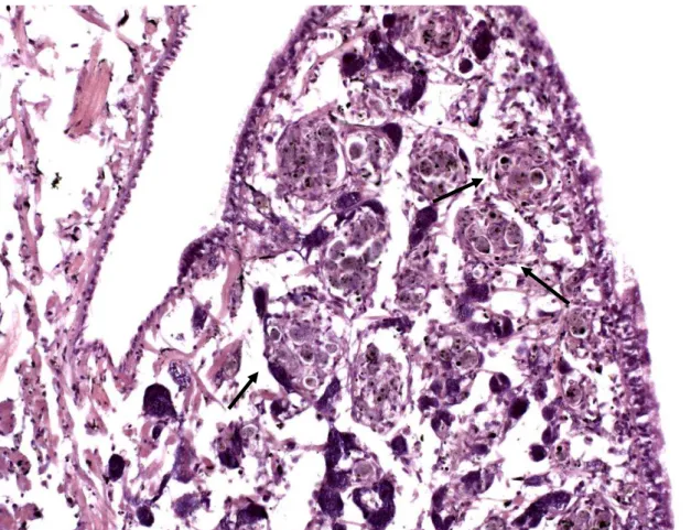 Fig. 10. Formação de granulomas bacterianos (setas) por toda a região cefalopodal do molusco não infectado   corado com HE