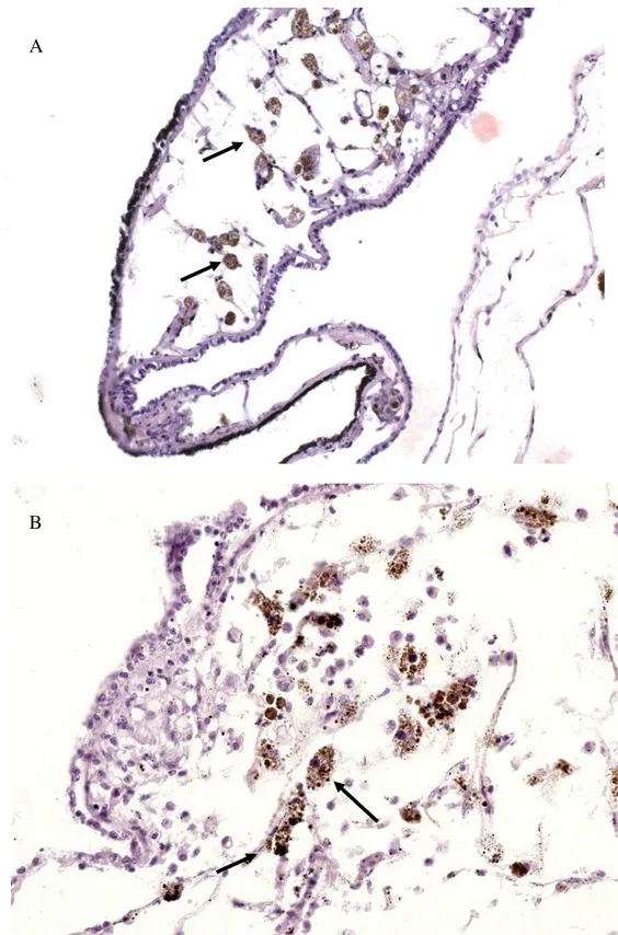 Fig. 18: Em A, células reticulares (setas) observadas no colar do manto no molusco não infectado