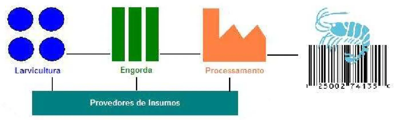 Figura 5: Integração da cadeia produtiva do camarão cultivado para promover a  rastreabilidade de seus produtos