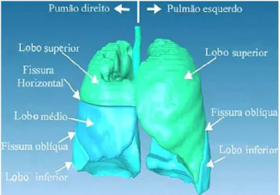Figura 3.1: anatomia dos lobos pulmonares, adaptada de ( ZHANG; HOFFMAN;