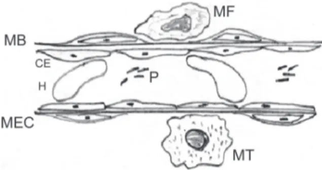 Fig. 2 – Mobilização de células progenitoras endoteliais para neovascularização. Adaptado de Murasawa et al