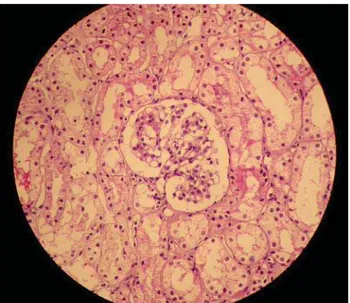 Fig. 6 - Corte histológico renal mostrando estruturas normais