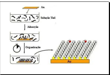 Figura 03 – Representação do processo de adsorção espontânea de monocamadas. 