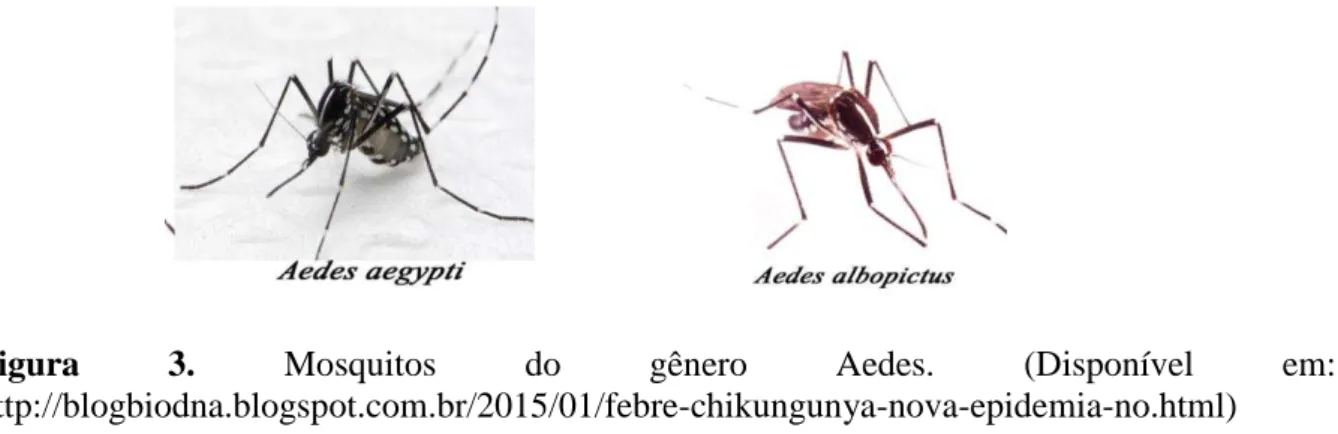 Figura  3.  Mosquitos  do  gênero  Aedes.  (Disponível  em: 