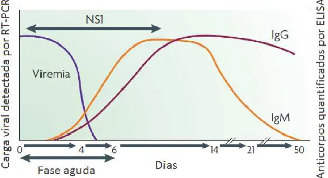 Figura 6. Respostas do vírus da dengue, antígenos e anticorpos utilizados no diagnóstico da  dengue (Guzman et al., 2010)