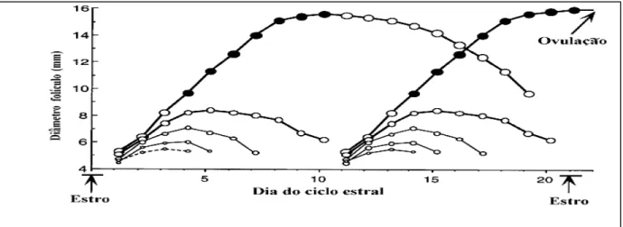 Fig 2. Diagrama de crescimento folicular durante o ciclo estral de 21 dias. Animal com 2  ondas de crescimento folicular