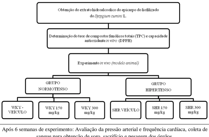 Figura 9 - Protocolo de execução do estudo. 