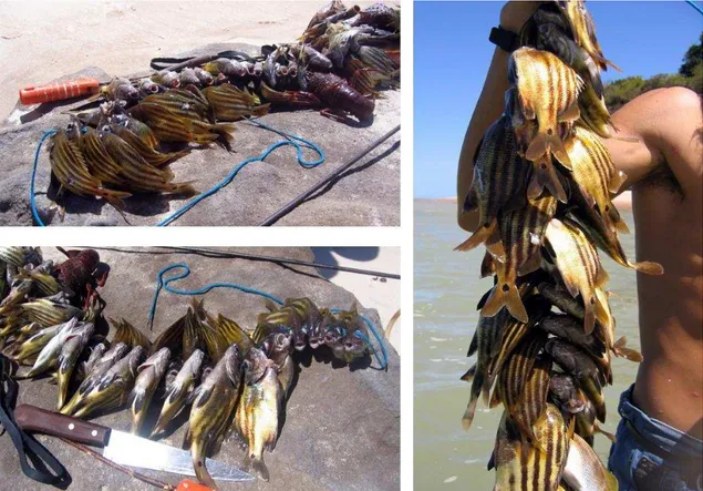 Figura  2.  Exemplares  de  Anisotremus  moricandi  capturados  por  pescador  de  arpão  na  Praia  do  Cabo  Branco, João Pessoa, Paraíba