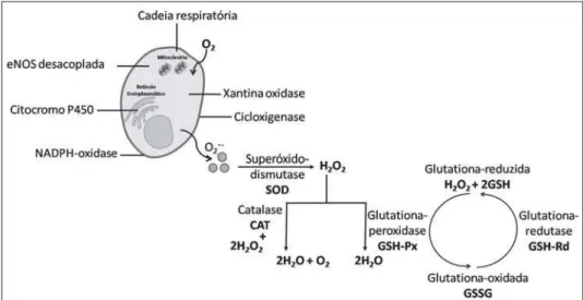 Fig. 1 - Sistema enzimático oxidante e antioxidante. eNOS = óxido nítrico sintase endotelial; O 2 ‡- ‡-= ânion superóxido; H 2 O 2  = peróxido de hidrogênio)