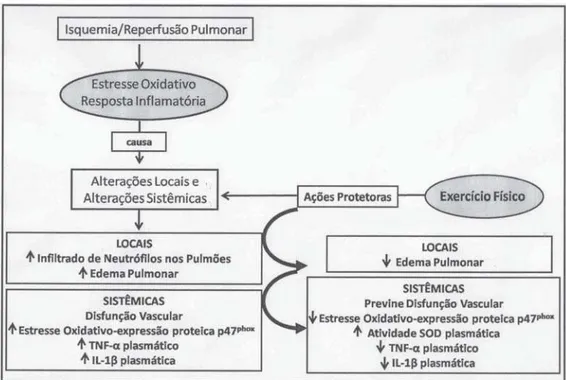 Fig. 2 - Efeitos do treinamento físico aeróbio de moderada intensidade prévio ao processo de IR pulmonar