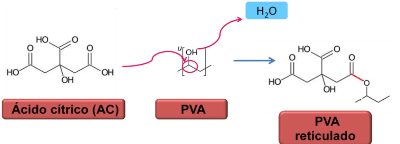 Figura 7. Reação de reticulação no PVA 