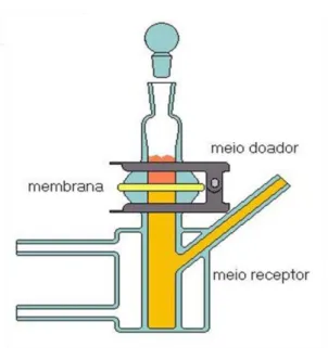 Figura 10. Modelo da célula de Franz 